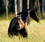 BB 10 0078 / Corvus corax / Ravn <br /> Ursus arctos / Brunbjørn